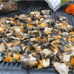 Organised poaching gangs threaten survival of key species