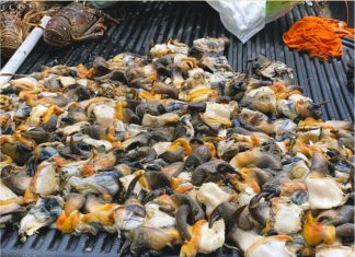 Organised poaching gangs threaten survival of key species