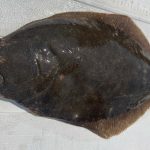 Natural Marine World Tidbits