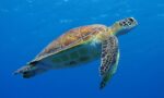 NCC agrees to redirect funds to keep turtle camera operational