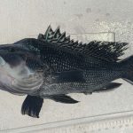 Natural Marine World Tidbits