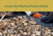 195 conch and four lobsters illegally taken