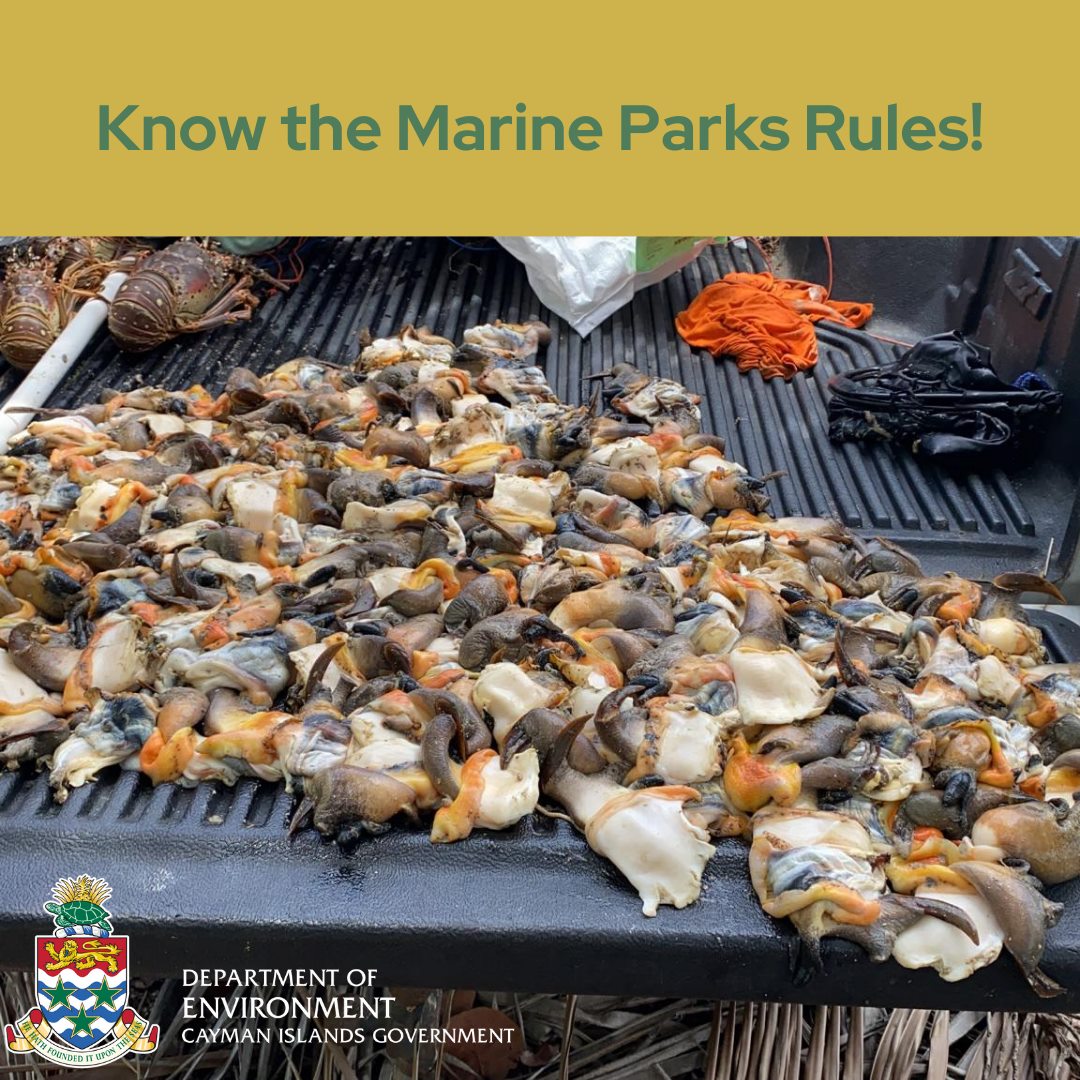 195 conch and four lobsters illegally taken Cayman Compass