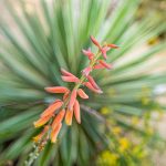 Symbolic Succulents