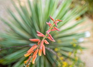 Symbolic Succulents