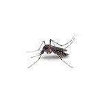 Mind the mosquitoes