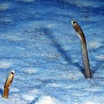 Natural Marine World Tidbits