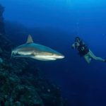 Shark Week: DoE relaunches shark-monitoring programme
