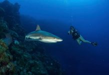 Shark Week: DoE relaunches shark-monitoring programme