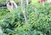 War and whitefly prompt spending increase for farmers