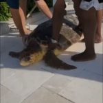 Turtle disorientated during Tropical Storm Elsa rescued