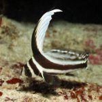Natural Marine World Tidbits