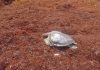 Sargassum a threat to turtle nesting