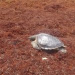Sargassum a threat to turtle nesting