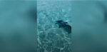 VIDEO: Hammerhead spotted at Stingray City Hammerhead shark in Cayman waters