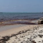 Mangrove water run-off turns Sound Sound shore red