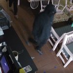 Police release CCTV footage of burglars