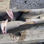 Shark killings on the rise in Cayman waters