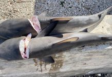 Shark killings on the rise in Cayman waters