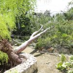 Botanic Park, businesses still dealing with post-Tropical Storm Grace damage