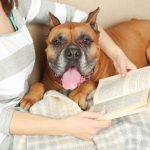 Humane Society book sale: Build your home library