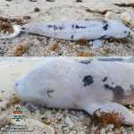 Whale embryo washes ashore in Bodden Town