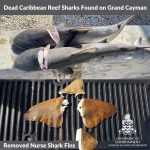 Dead sharks prompt warning from DoE
