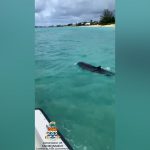 Baby dolphin rescued on Seven Mile Beach