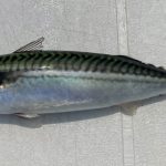 Natural Marine World Tidbits