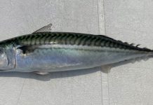 Natural Marine World Tidbits