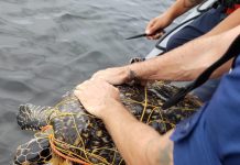 Turtle saved from poacher’s trap