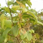 Native plants of Cayman