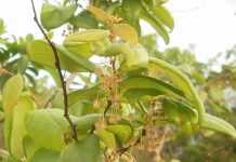 Native plants of Cayman