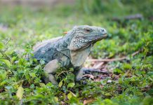 E-guana app launched to help monitor local lizards
