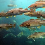 Natural Marine World Tidbits