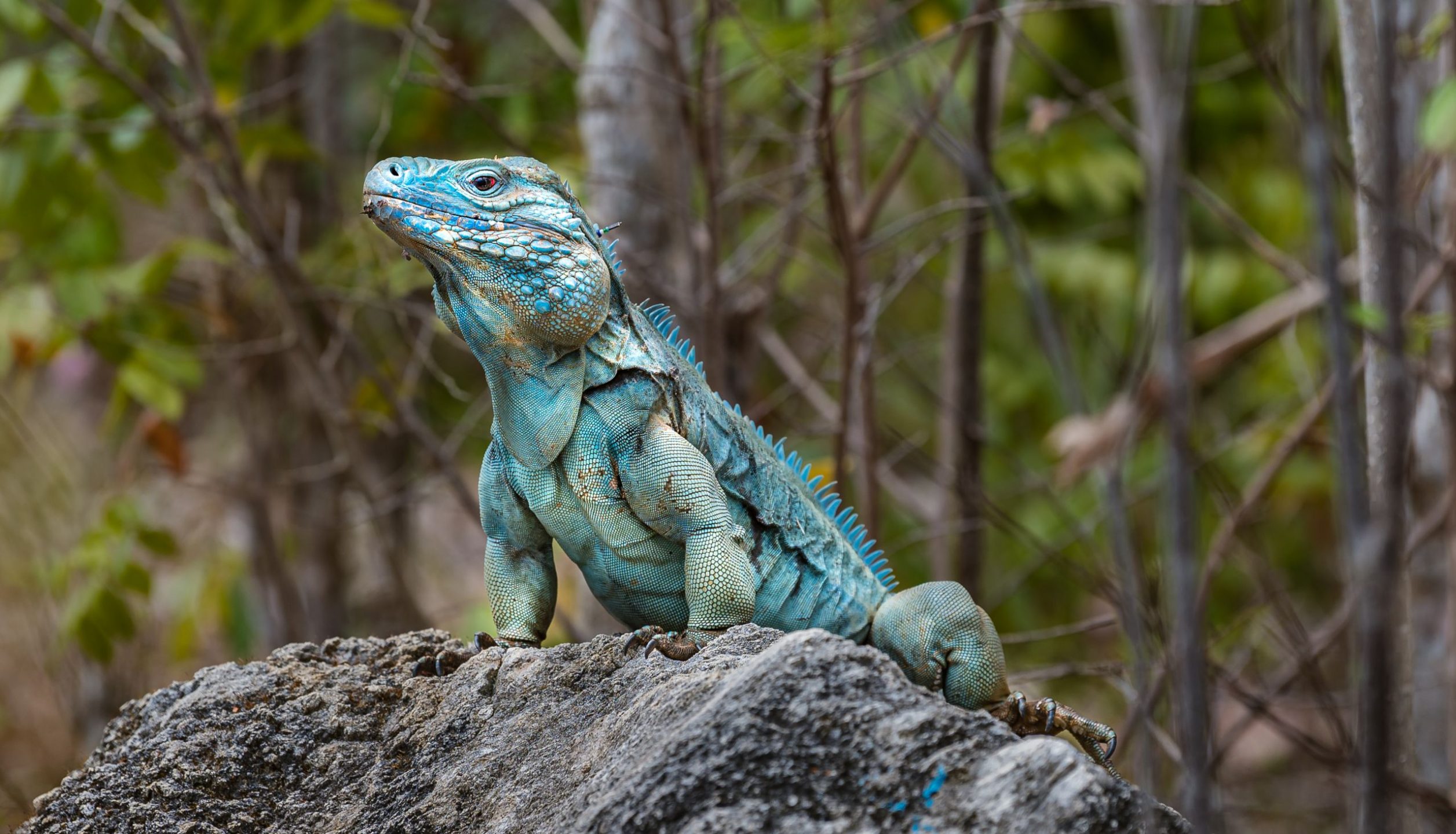 Blue iguanas: Back from the brink but still under threat - Cayman Compass