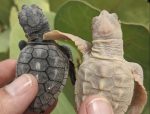 Update: Rare loggerhead hatchlings discovered in Cayman