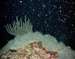 DoE monitors infected stony corals during annual spawn