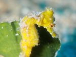 Seahorses on parade in local waters