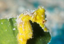 Seahorses on parade in local waters