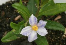 Native plants of Cayman