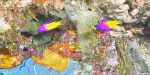 Natural Marine World Tidbits
