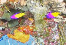 Natural Marine World Tidbits