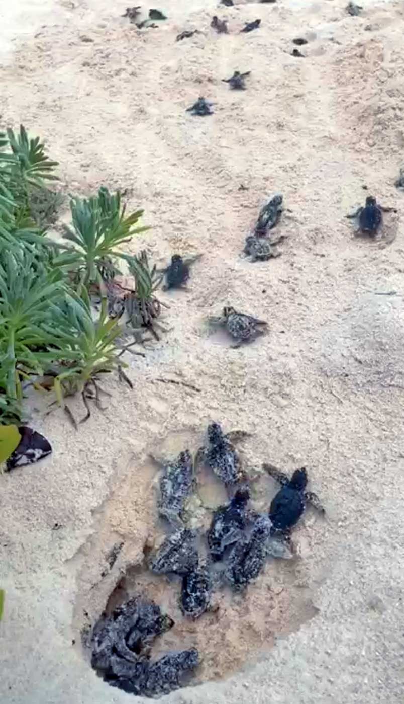 Loggerhead Turtle Hatchlings in Cayman Islands