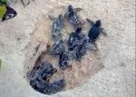 Loggerheads break nest record Loggerhead Turtle Hatchlings in Cayman Islands
