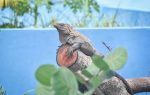 Blue Iguana Conservation centre making upgrades