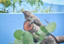 Blue Iguana Conservation centre making upgrades