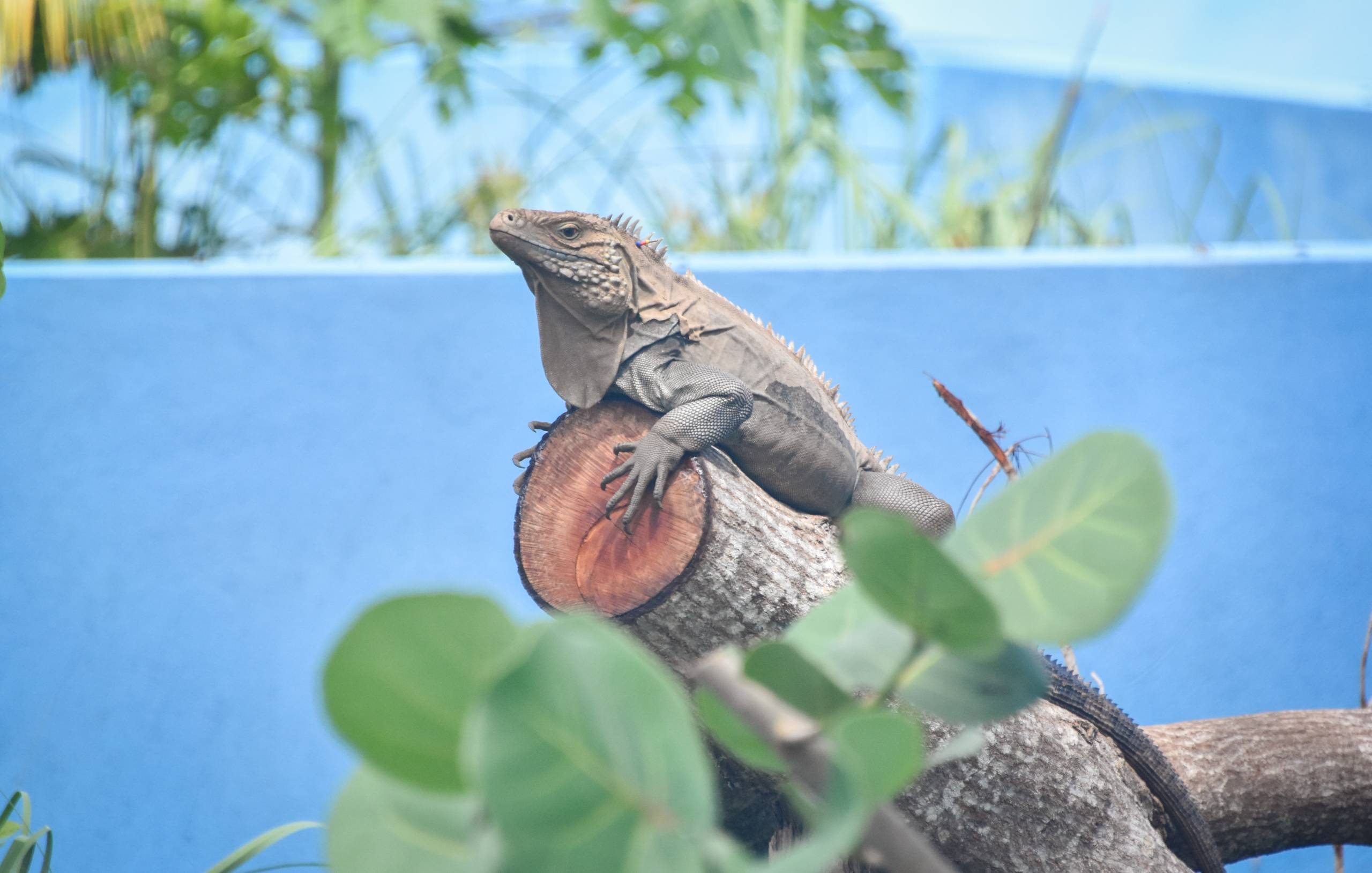 Blue Iguana Conservation centre making upgrades - Cayman Compass