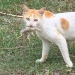 Feral cat culling resumes on Little Cayman