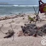 Loggerhead hatchlings make daylight debut